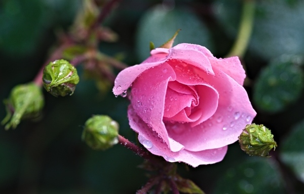 Розовая садовая роза с бутонами в каплях воды