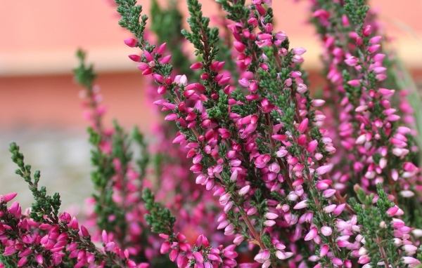 Розовые цветы вереска крупным планом