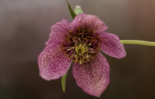 Розовый цветок морозника крупным планом