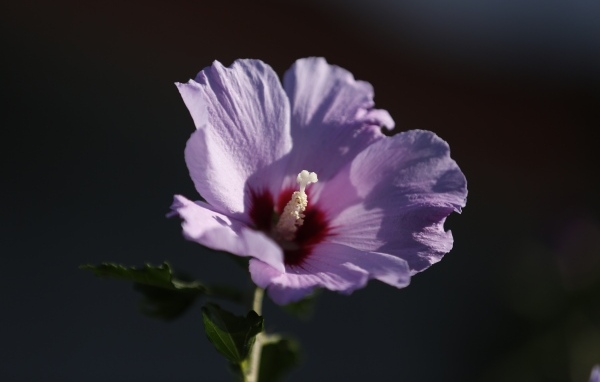 Розовый цветок гибискуса крупным планом