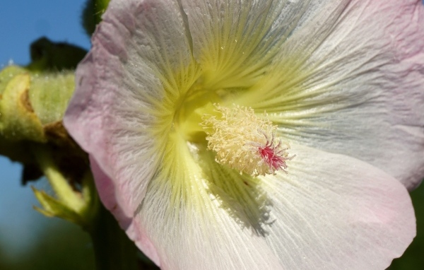 Розовый цветок гибискуса крупным планом