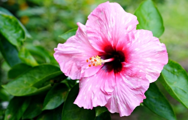 Розовый гибискус с зелеными листьями крупным планом