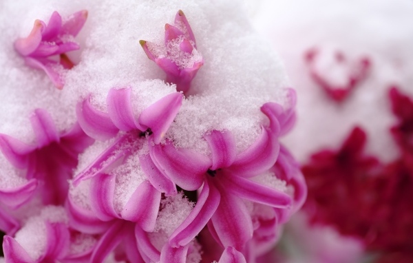 Розовые цветы гиацинта в снегу