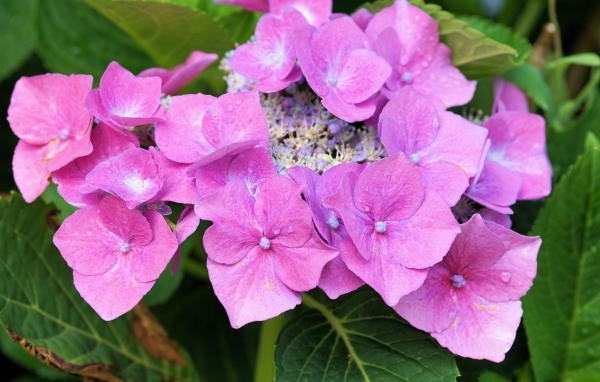 Цветы розовой гортензии распускаются в саду