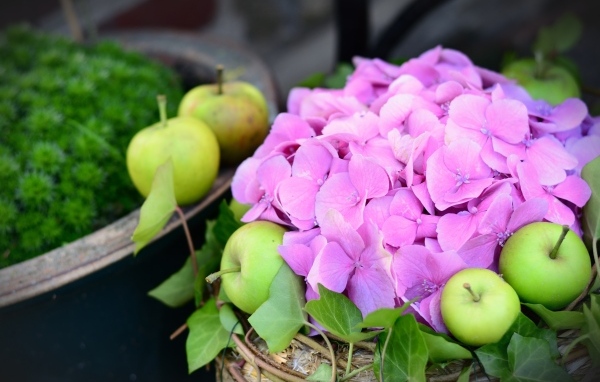 Розовые цветы гортензии с зелеными яблоками