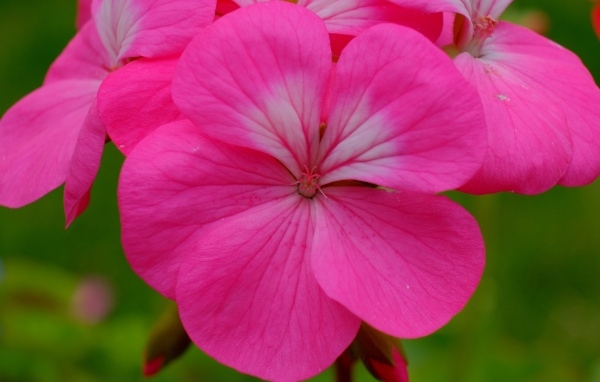 Розовые комнатные цветы пеларгония