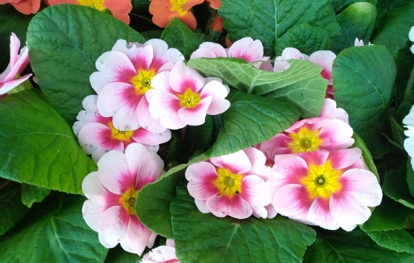 Розовый комнатный цветок примула с зелеными листьями