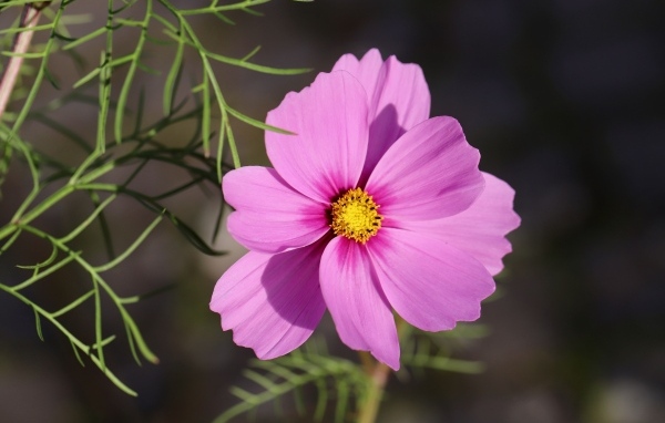 Розовый цветок космея крупным планом