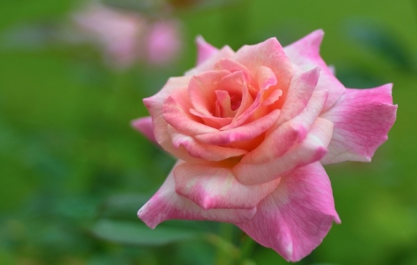 Розовая крупная роза на зеленом фоне