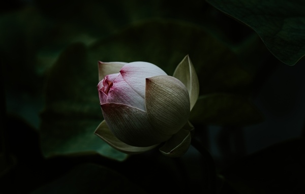 Бутон розового цветка лотоса крупным планом