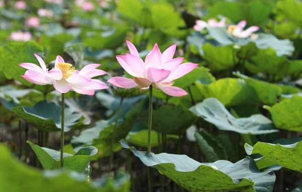 Розовые цветы лотоса с большими зелеными листьями в пруду