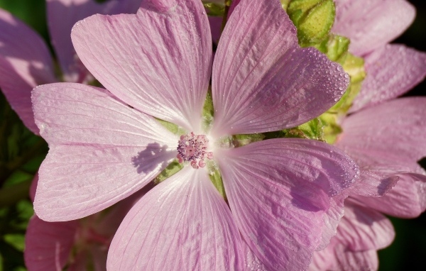 Розовый цветок мальва крупным планом