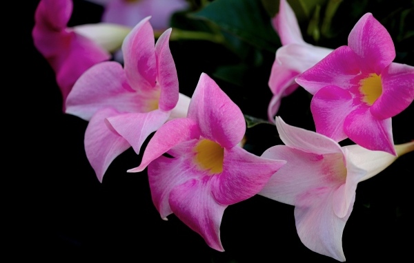 Розовые цветы мандевилла на черном фоне