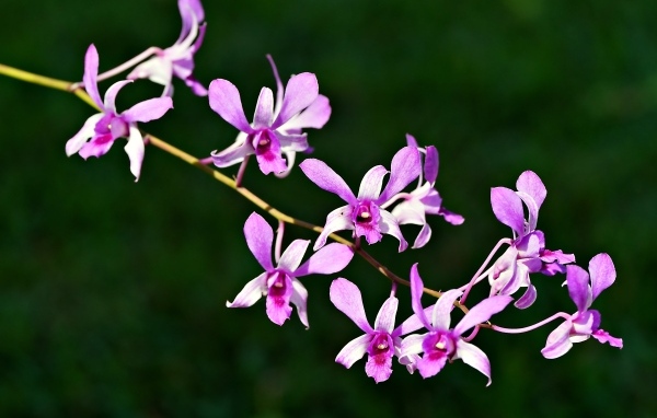 Розовые цветы орхидеи на ветке крупным планом