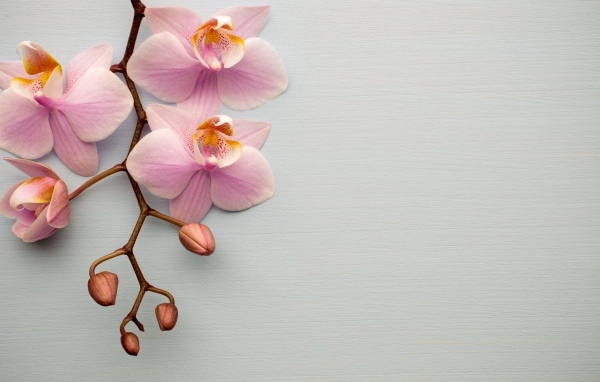 Розовые цветы орхидеи с бутонами на сером фоне