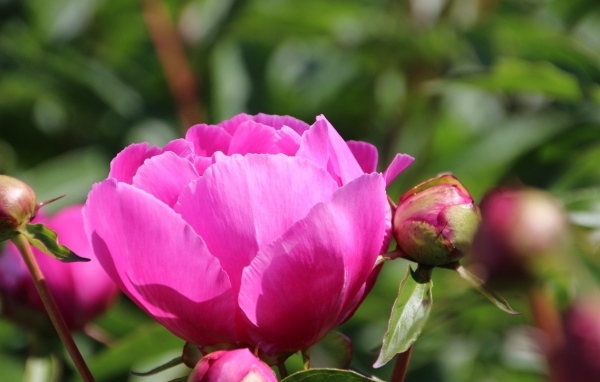 Розовые пионы с бутонами на клумбе