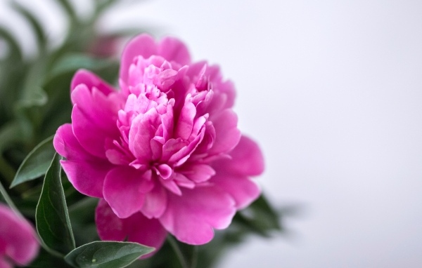 Розовый пион с зелеными листьями крупным планом