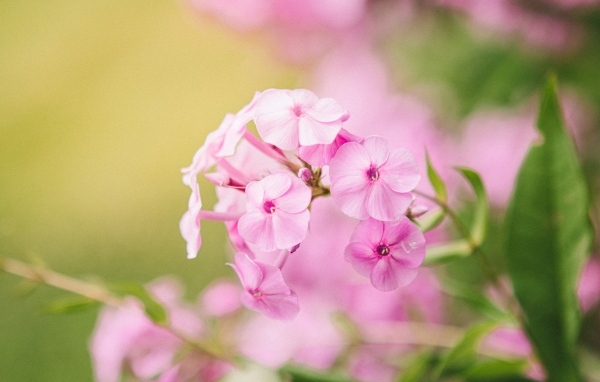 Розовые цветы флокса крупным планом