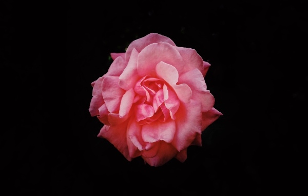 Розовая сорванная роза на черном фоне