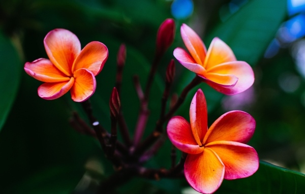 Розовые цветы плюмерии с бутонами