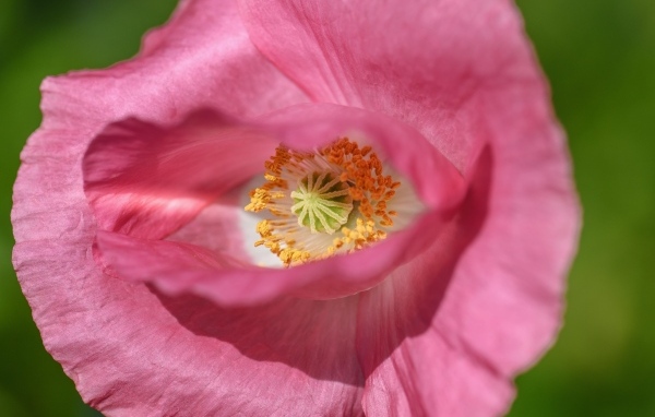 Розовый мак на зеленом фоне крупным планом