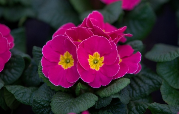 Розовый цветок примулы в горшке