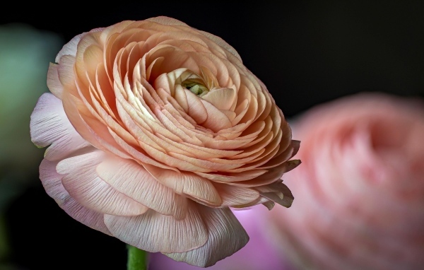 Цветок розового лютика крупным планом