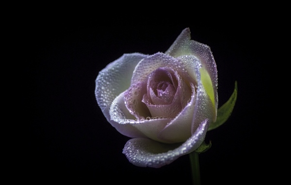 Розовый цветок розы в каплях  росы на черном фоне
