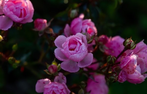 Розовые цветы розы с бутонами в каплях росы