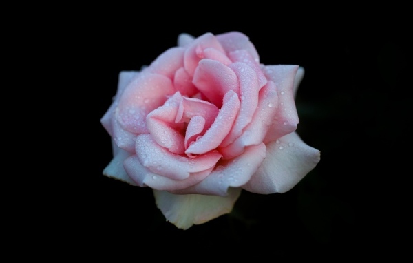 Розовая роза в каплях на черном фоне