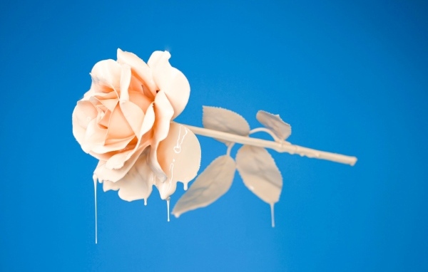 Розовая роза в краске на голубом фоне