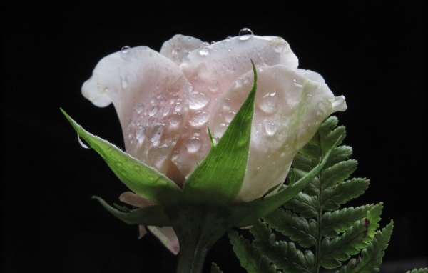 Розовая роза в каплях воды с листом папоротника на черном фоне