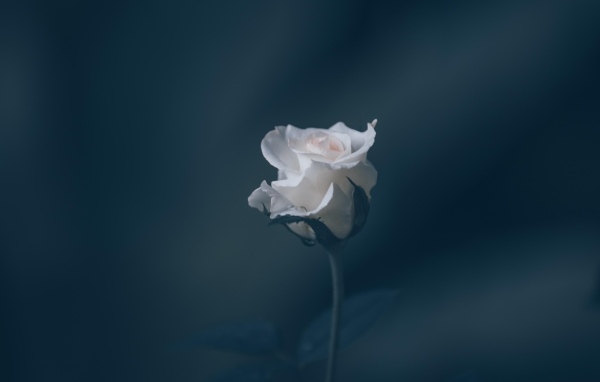 Розовая роза на сером фоне