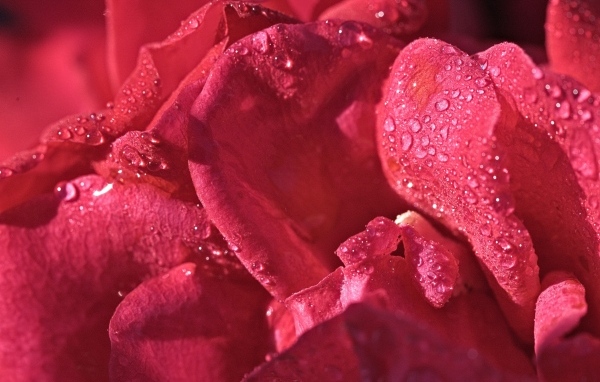 Розовые лепестки розы в каплях росы