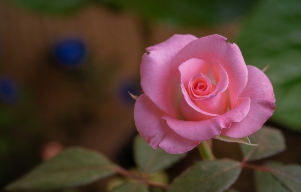 Розовая роза с нежными лепестками