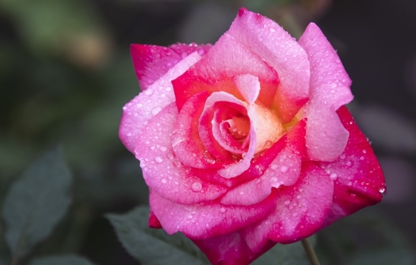 Розовая роза с крупным цветком в каплях росы