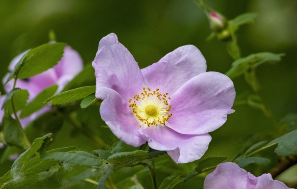 Розовые цветы шиповника с зелеными листьями