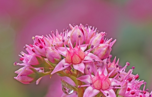 Розовый цветок очиток крупным планом