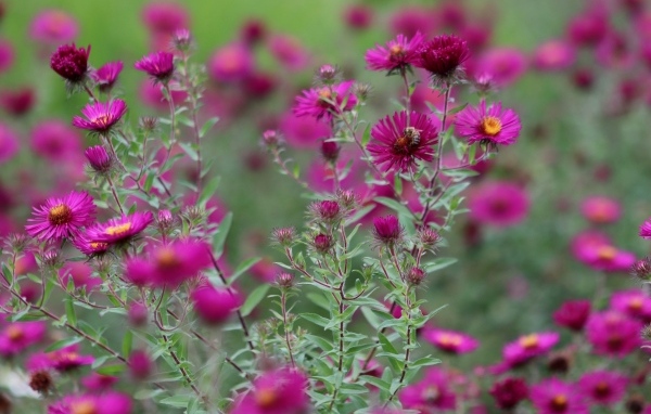 Розовые цветы сентябринка в саду