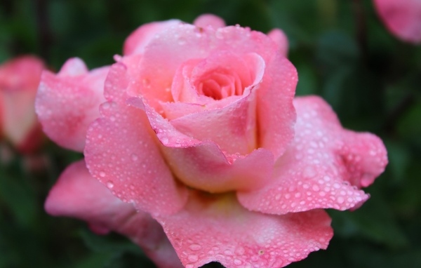 Розовая чайная роза в каплях дождя