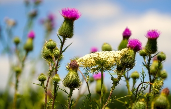 Розовые цветы расторопши на поле