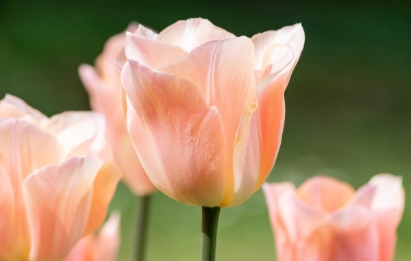 Розовый цветок тюльпана цветет весной