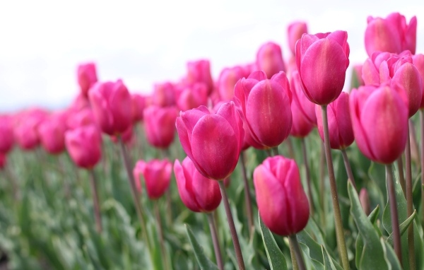 Розовые цветы тюльпана на поле