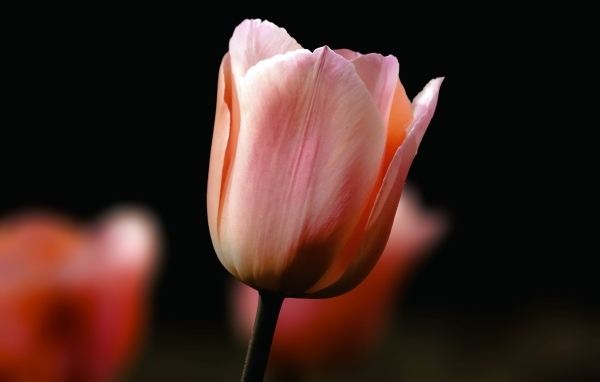Розовый тюльпан на черном фоне крупным планом