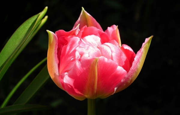 Розовый тюльпан с зелеными листьями на черном фоне