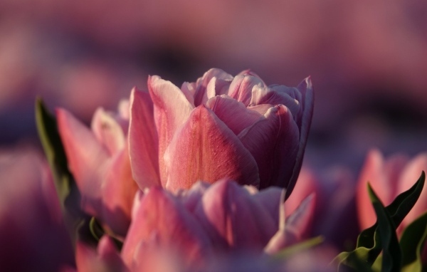 Розовые тюльпаны на клумбе в лучах солнца