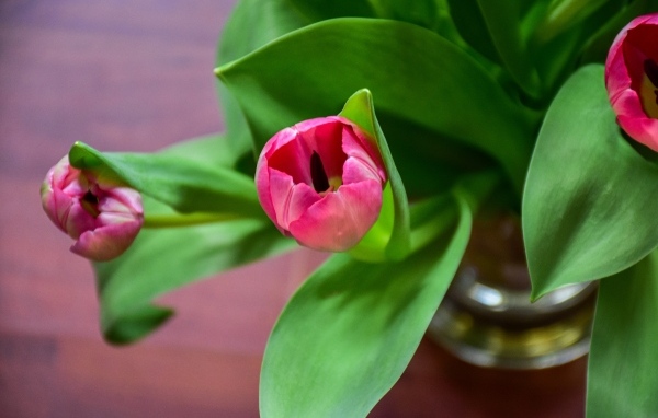 Розовые тюльпаны с зелеными листьями в вазе на столе