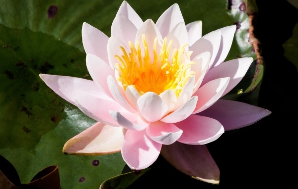 Розовая кувшинка в озере крупным планом