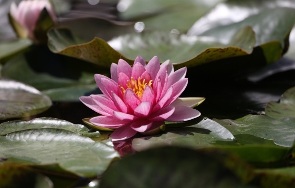 Розовая водяная лилия в зелеными листьями в пруду 