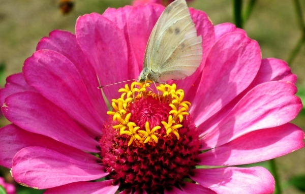 Розовый цветок циннии с бабочкой